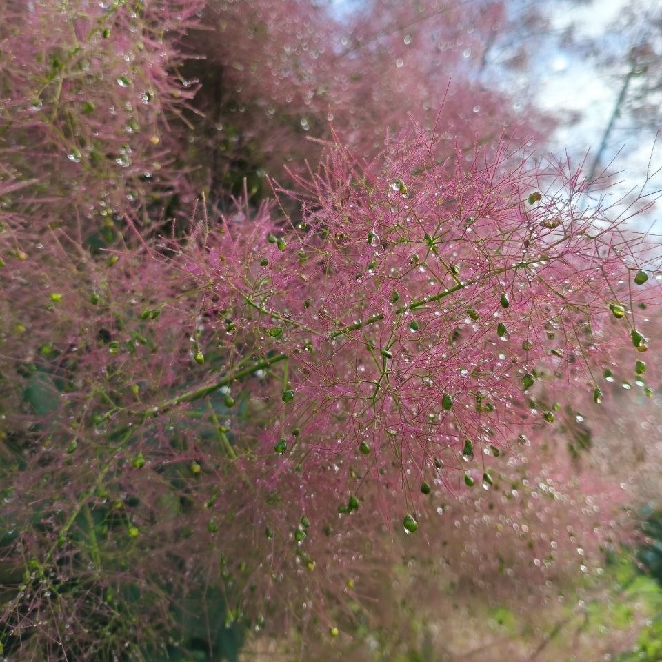 Осеннее дымчатое чудо бьёт рекорды 🎀